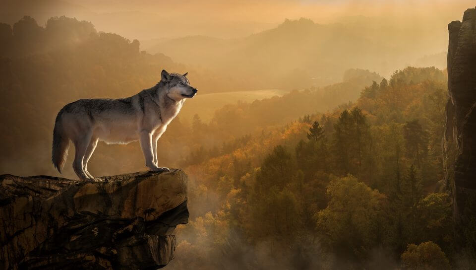 Desktop wallpapers